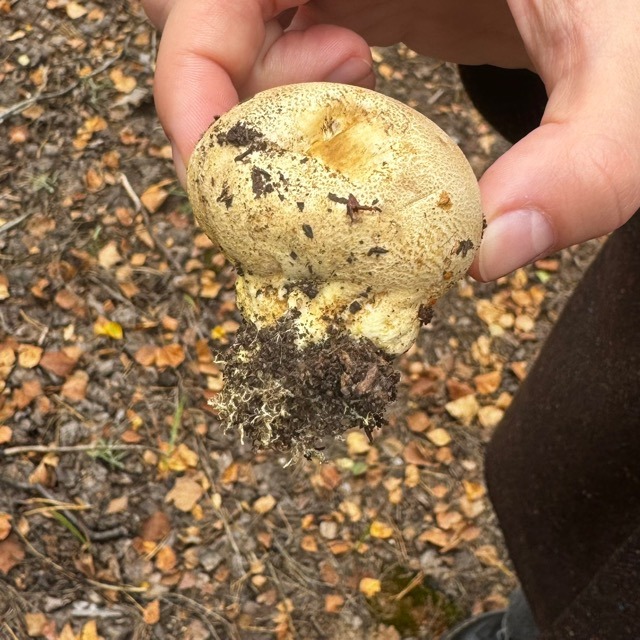 Желчный гриб [Tylopilus felleus] является несъедобным из-за своей чрезвычайно горькой мякоти.