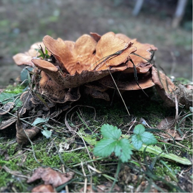 Чешуйчатый трутовик