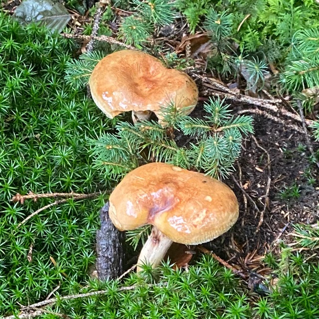 Мокруха еловая или Мокруха пятнистая