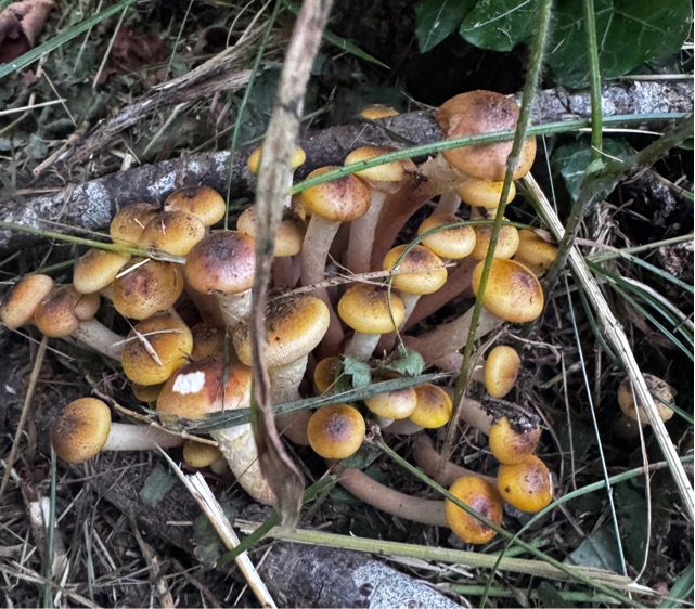 Опёнок настоящий