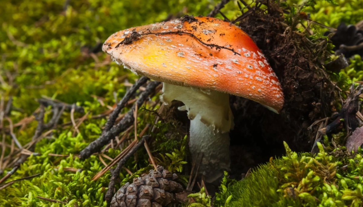 Грибы и экосистема: зачем природе ядовитые и несъедобные грибы