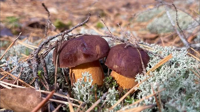 Какие грибы собирать в октябре