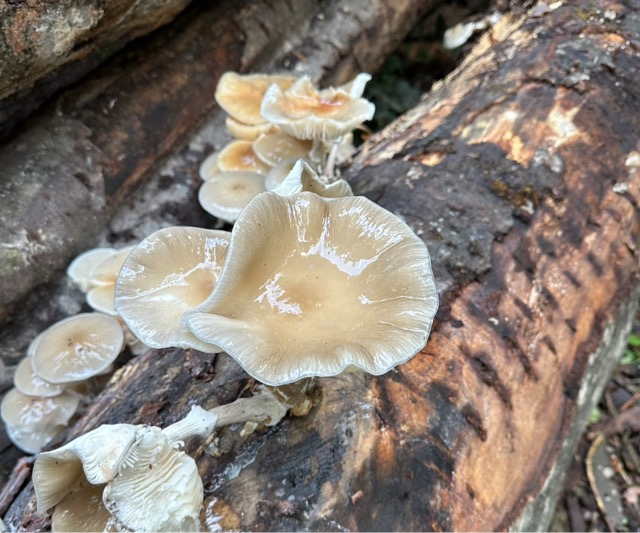 Зимний опенок