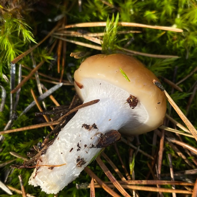 Коллибия масляная