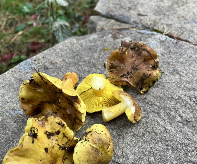 Гигрофор бурый