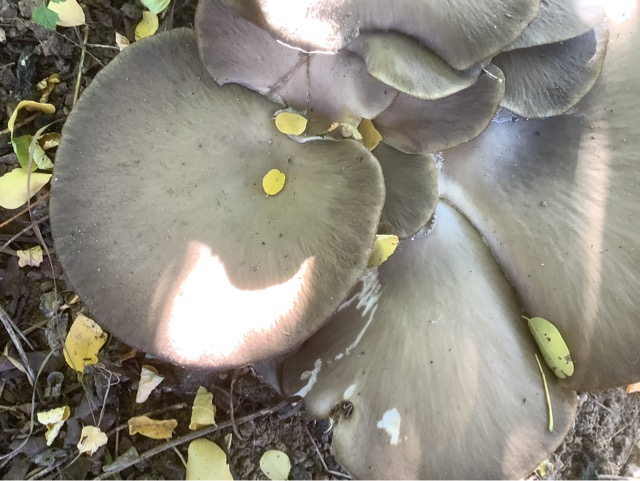 Вешенка обыкновенная