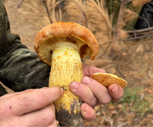 Польский гриб