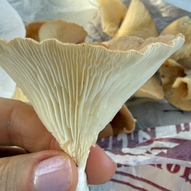 Вешенка обыкновенная или Устричный гриб