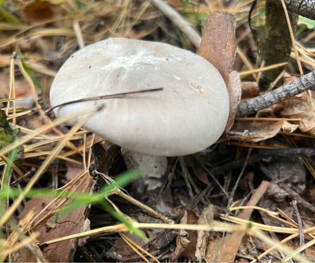 Подгруздок белый или сухой груздь или белый подорешник