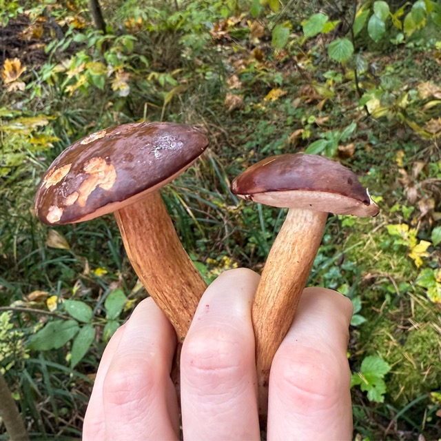 Подосиновик или красноголовик