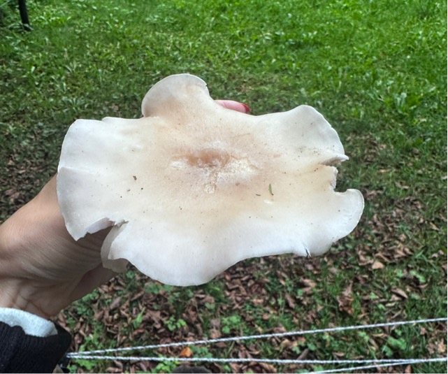 Гигрофор белый