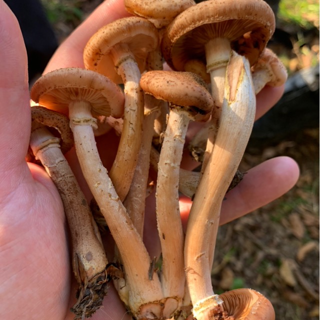 Опенок осенний