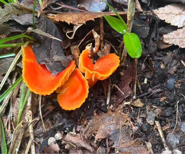 Мицена оранжевая