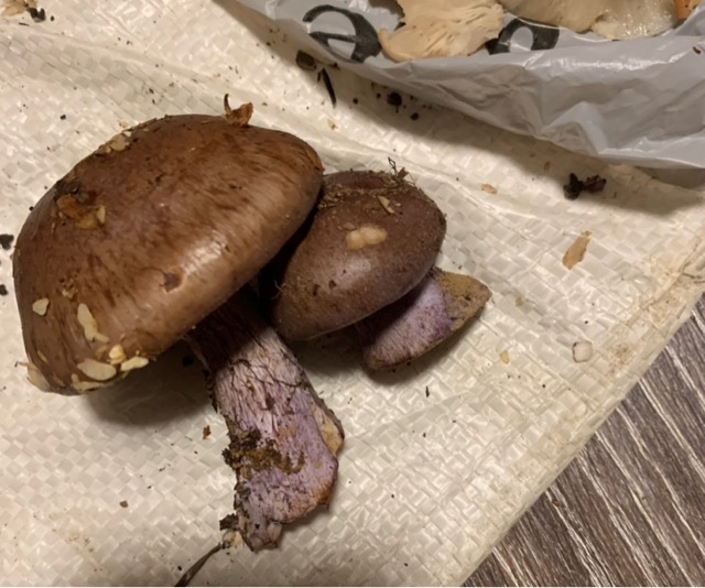 Рядовка фиолетовая