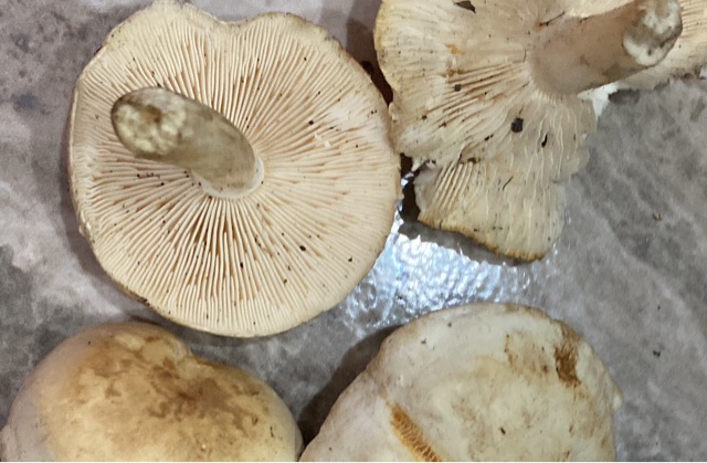 Свинушка тонкая