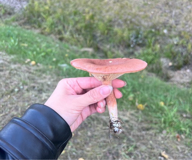 Волнушка розовая