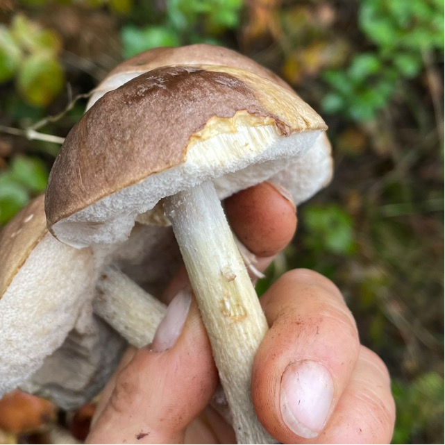 Подберёзовик обыкновенный