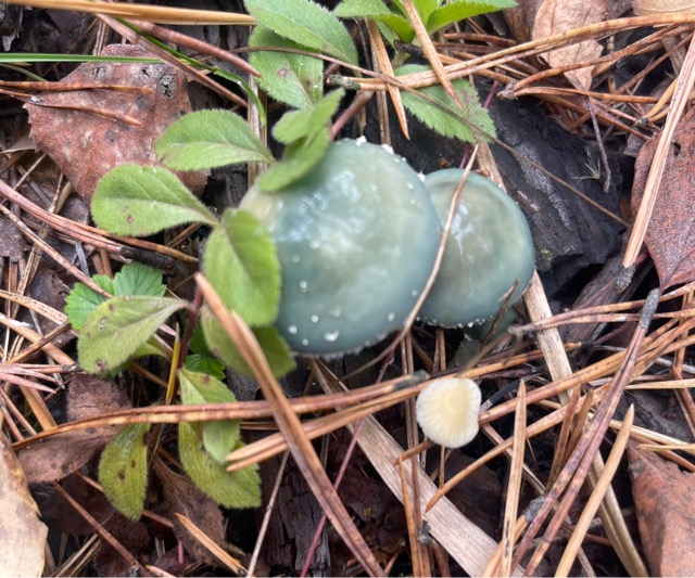 Строфария сине-зелёная