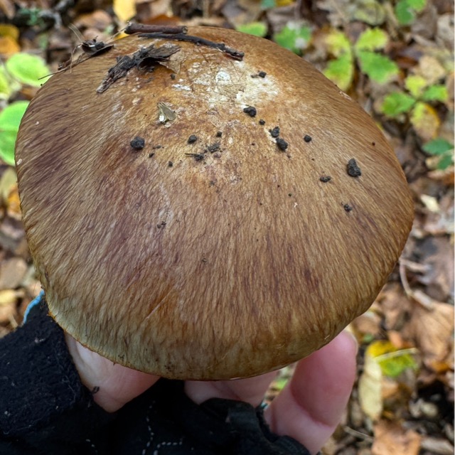 Говорушка бокаловидная или говорушка перевернутая