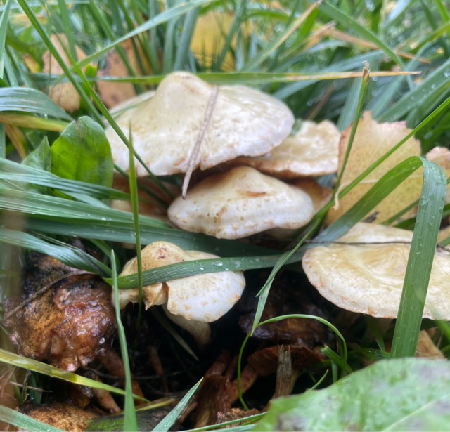 Ложноопёнок серно-жёлтый