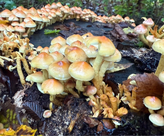 Зимний опёнок