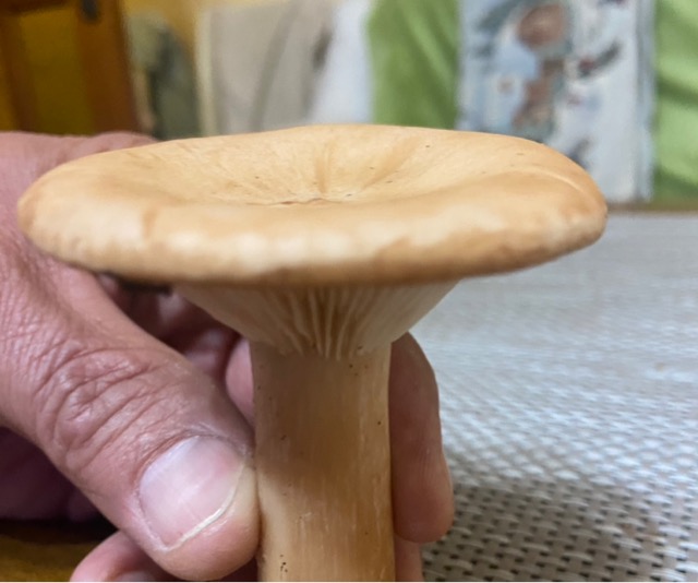 Млечник обыкновенный