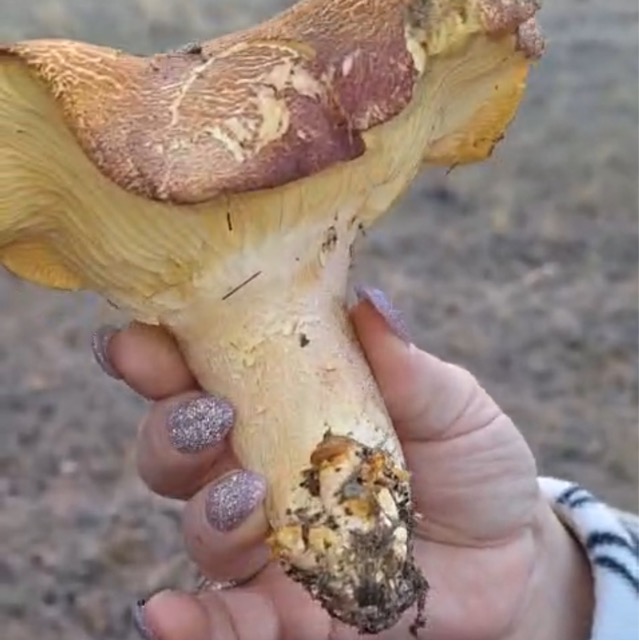 Дубовик обыкновенный