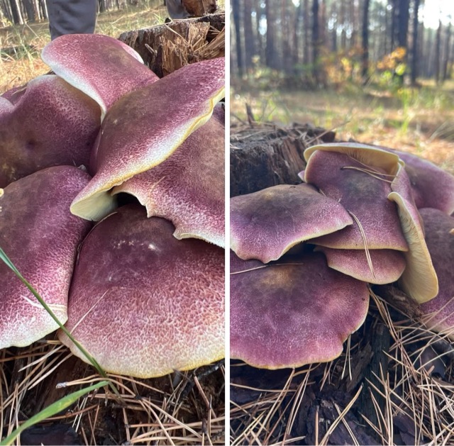 Мокруха пурпуровая