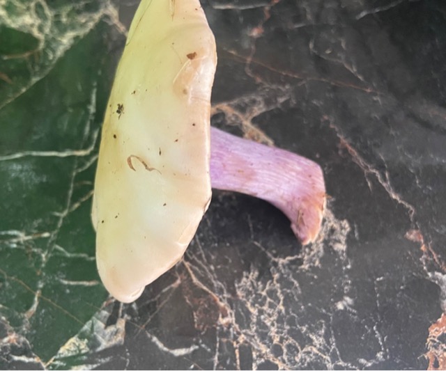 Рядовка фиолетовая