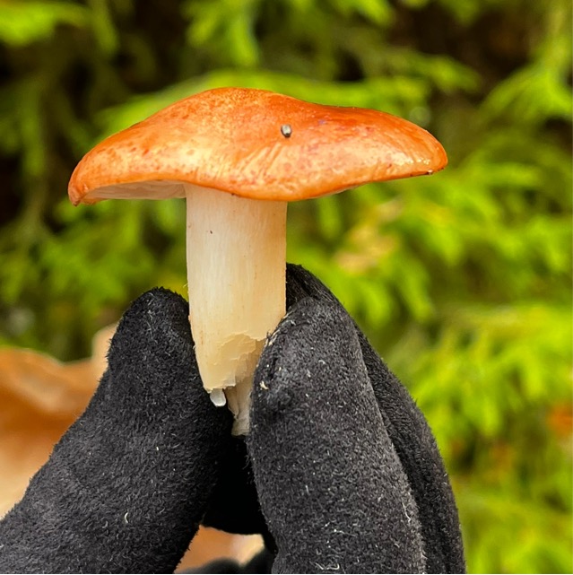 Рыжик сосновый