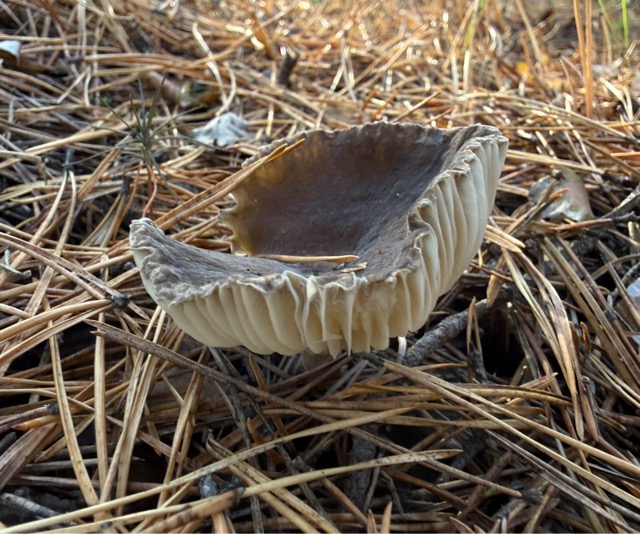 Свинушка тонкая