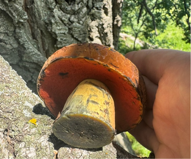 Дубовик крапчатый