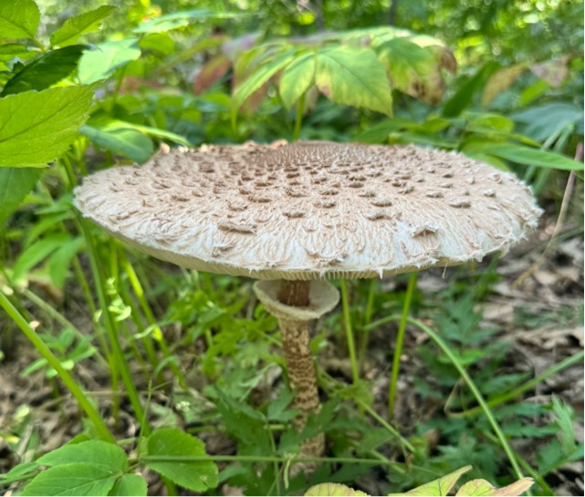 Зонтик пестрый