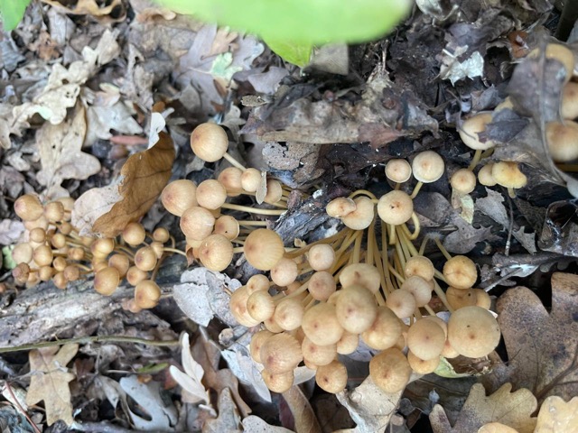 Чесночник обыкновенный