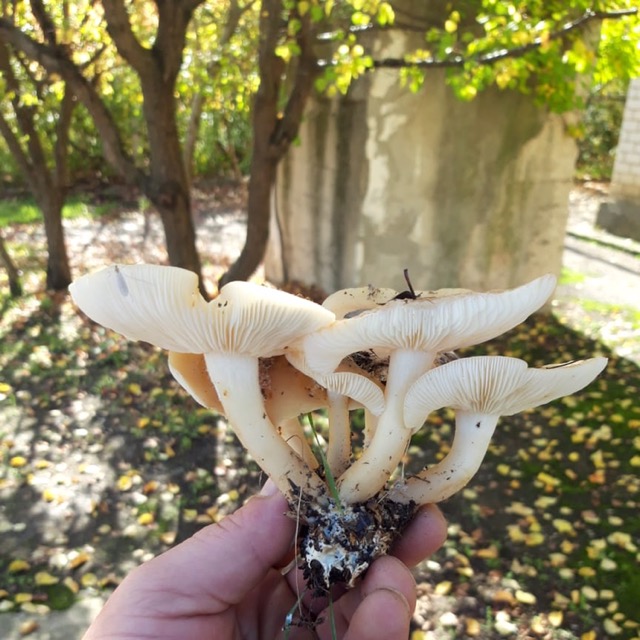 Рядовка белая