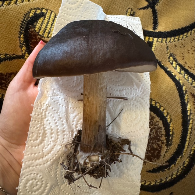 Боровик бронзовый