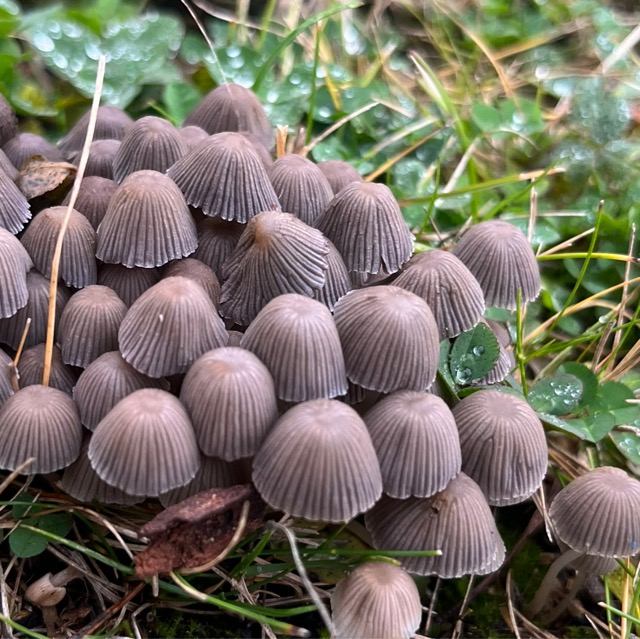 Навозник слоновий