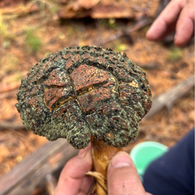 Моховик с Гипомицесом