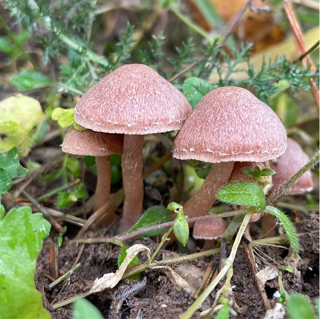 В основном, грибы рода Мицена [Mycena] считаются несъедобными из-за малого размера и отсутствия пищевой ценности.