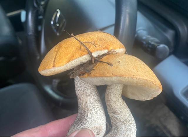 Этот гриб считается съедобным и очень ценится грибниками.