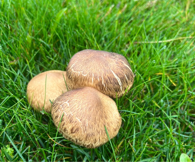 Этот гриб является ядовитым, содержит мускарин, вызывающий сильное отравление.