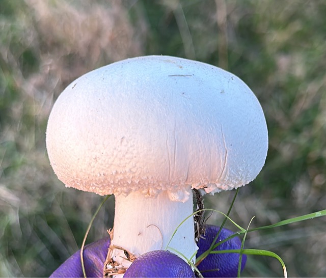 Этот гриб съедобный и очень вкусный.