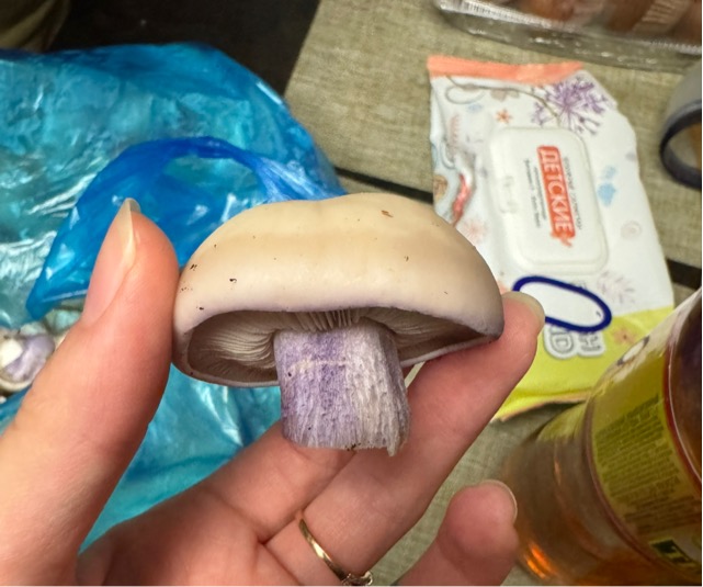 Рядовка фиолетовая является съедобным грибом.