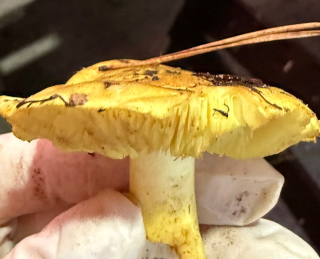 Это съедобный гриб из рода Сыроежек.