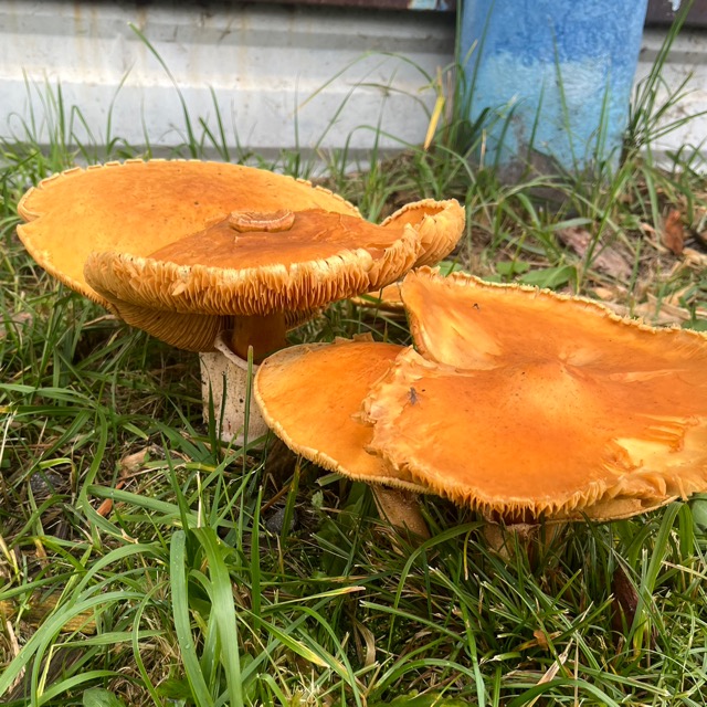 Чешуйчатка обыкновенная считается условно-съедобным грибом.