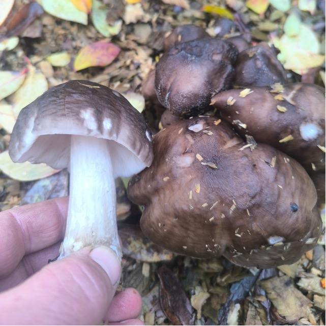 Рядовка темная считается съедобным и вкусным грибом.