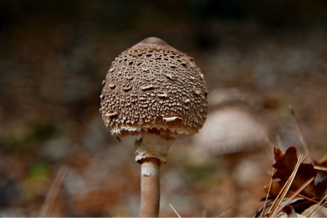 Он пригоден для употребления в пищу после термической обработки, его можно жарить, варить, мариновать.