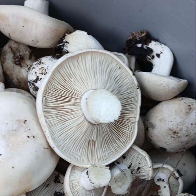 Шампиньон двуспоровый является съедобным грибом.