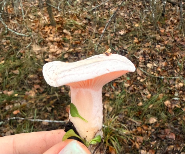 Что касается съедобности, то свинушка толстая ядовита.