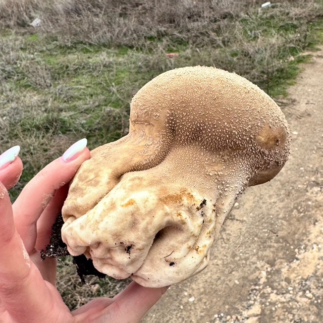 Дождевик гигантский является съедобным грибом, но только в молодом возрасте, пока его мякоть белая, плотная и упругая.